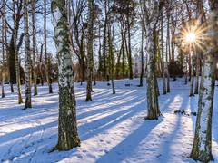 Winterlandschaft im Birkenwald mit untergehender Sonne